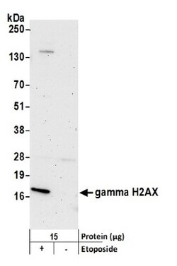 Histone H2AX, p Ser139 Antibody, Novus Biologicals 0.1mL; Unlabeled:Antibodies,